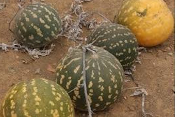 Autumn pumpkins