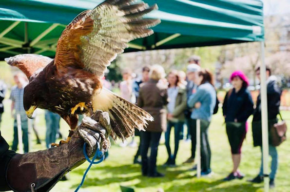 Cheshire Falconry