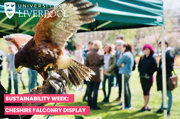 Falconry