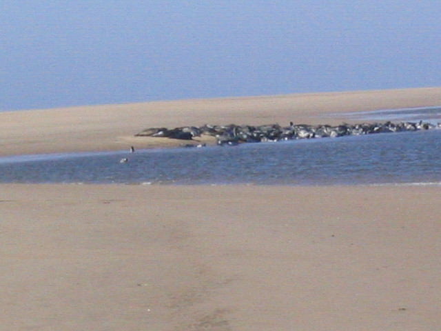 Seals on the Hoyle Bank