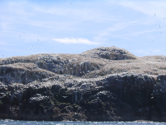 Grassholm