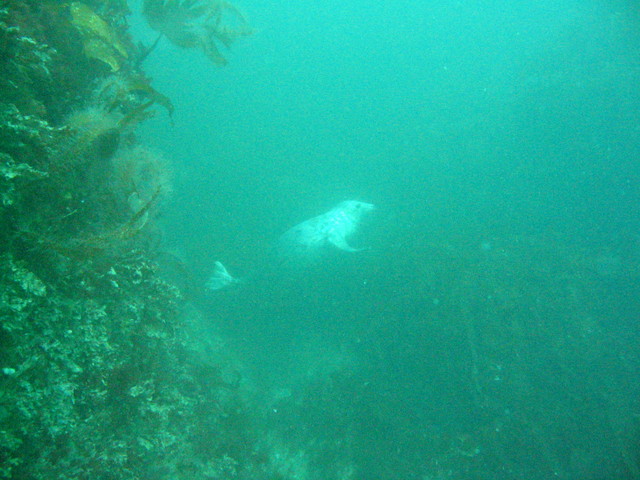 Seal underwater