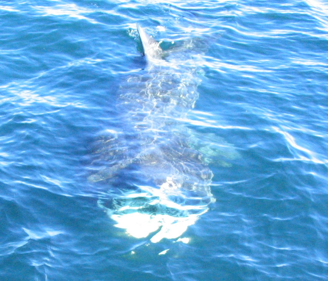 Basking shark coming to eat me