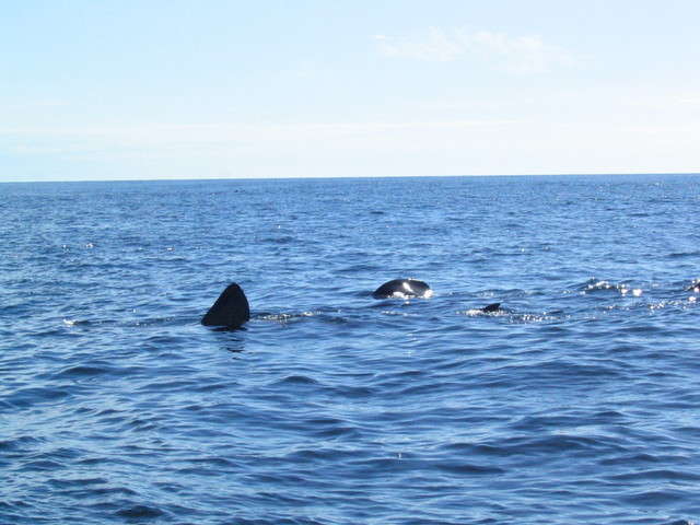 Basking sharks