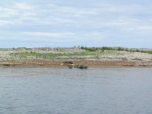 Seals on Eilean Mhic Coinnich off Portnahaven