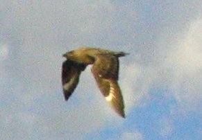 skua