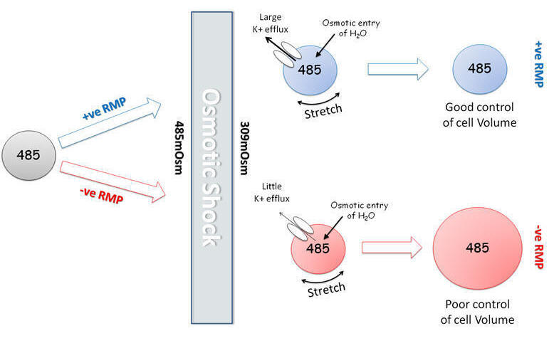 Working Hypothesis RMP