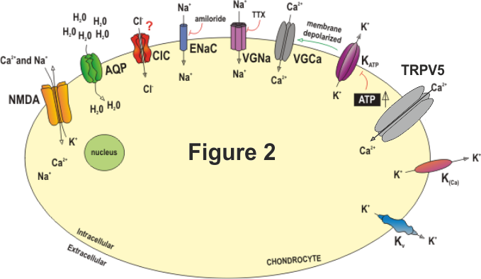 Ion channels confirmed in chondrocytes