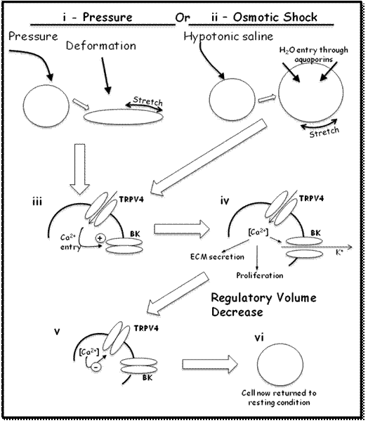 Working Hypothesis