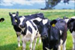 Mooooooooooooooooo............