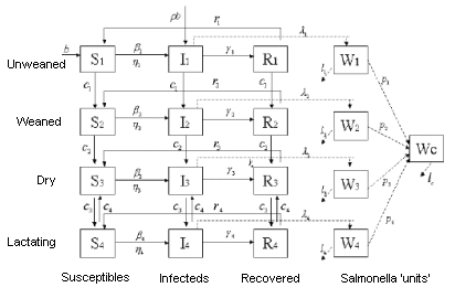 The four-group SIRS model